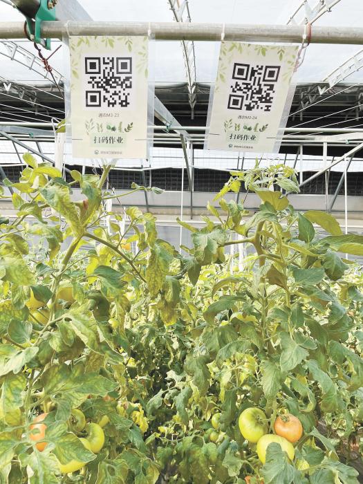 智慧大棚工人通過掃描二維碼，便可查詢當前的作業情況?！吨袊侣劇穲?魏寒冰 攝